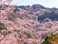 Load image into Gallery viewer, ★Limited Time Only★ [Departing from Kyoto] Yoshino Cherry Blossom Tour (60 minutes)
