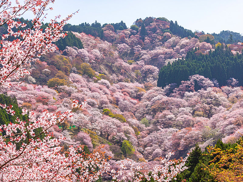 ★Limited Time Only★ [Departing from Kyoto] Yoshino Cherry Blossom Tour (60 minutes)