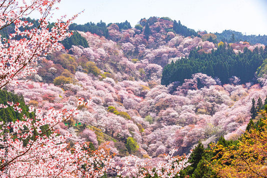 【京都発】吉野桜遊覧（60分）+季節の懐石コース